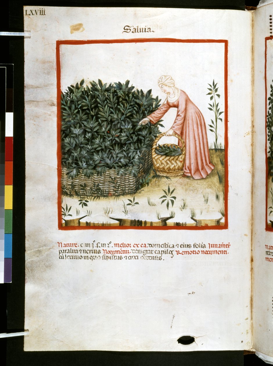 Theatrum sanitatis door Ububchasym de Baldach: 