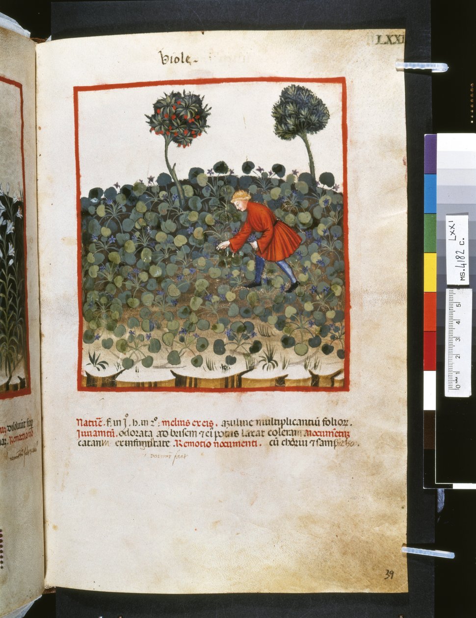 Theatrum sanitatis door Ububchasym de Baldach: 