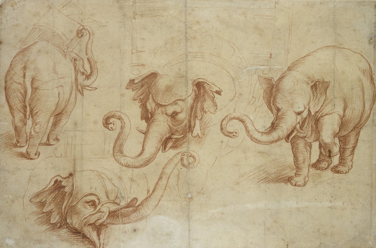 Vier studies van een olifant door Giulio Romano