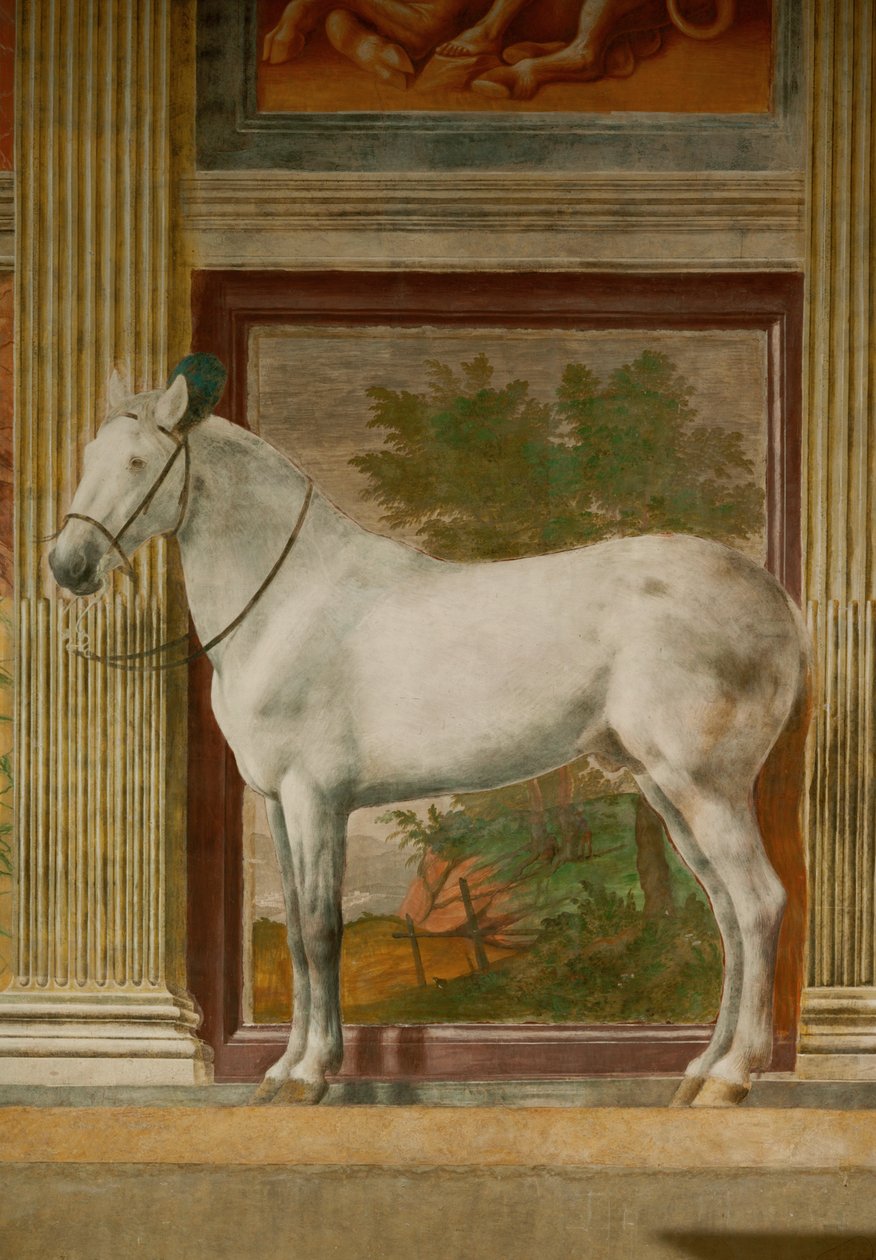 De Paardenzaal met muurschilderingen van de lievelingspaarden van Federico II Gonzaga (fresco) door Giulio Romano