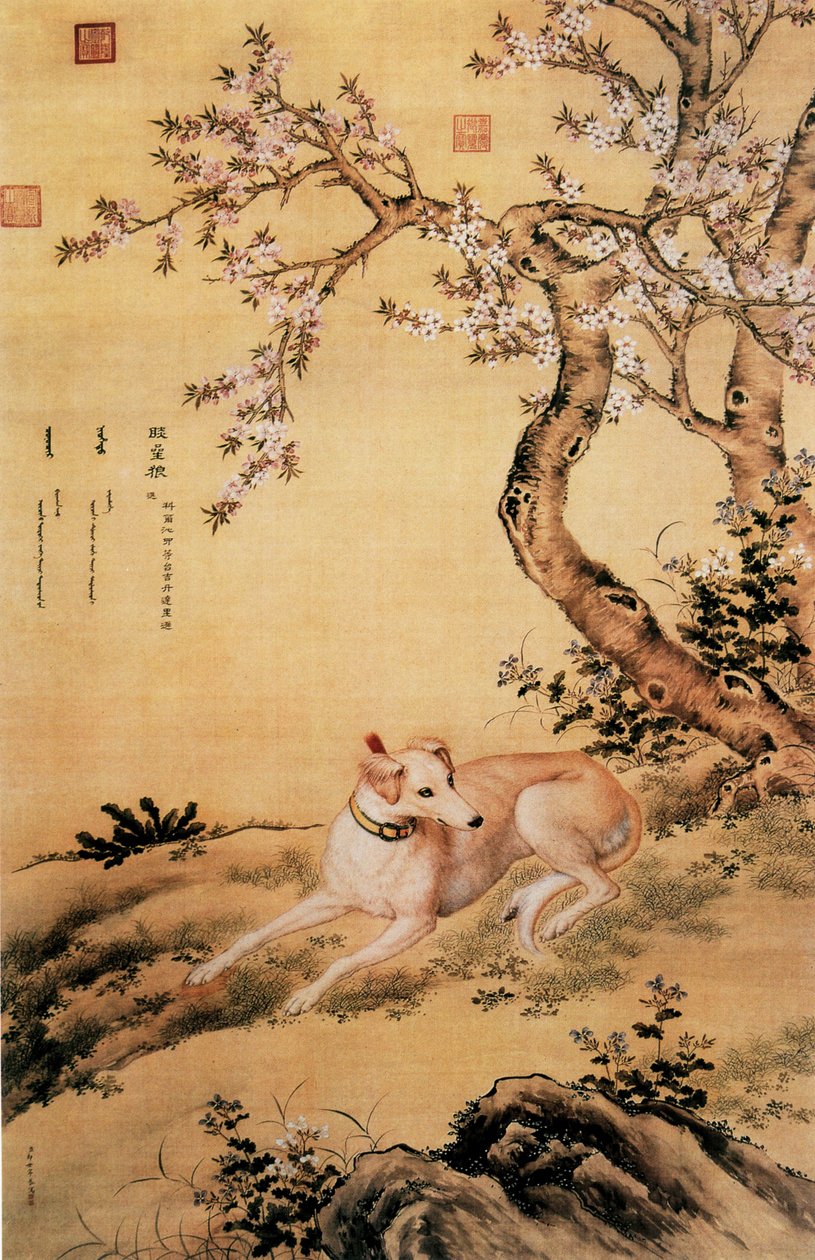 Afbeelding van Shanxing Wolf, een Chinese windhond, uit het album 