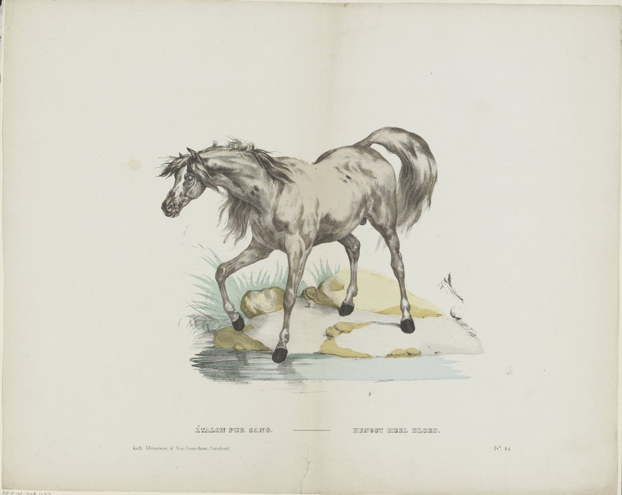 Étalon pur sang door Glenisson and Van Genechten