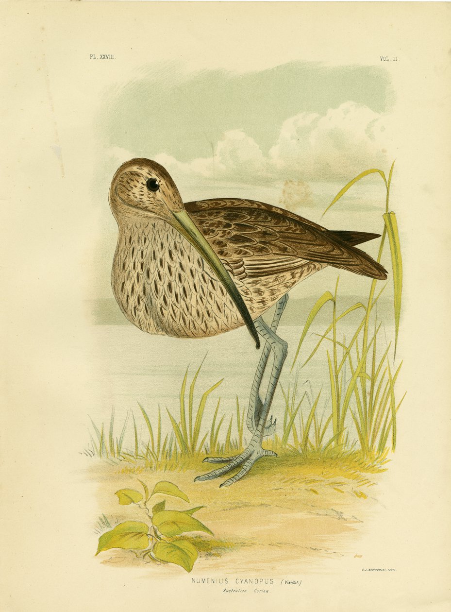 Australische Wulp of Verre Oosterse Wulp, 1891 door Gracius Broinowski