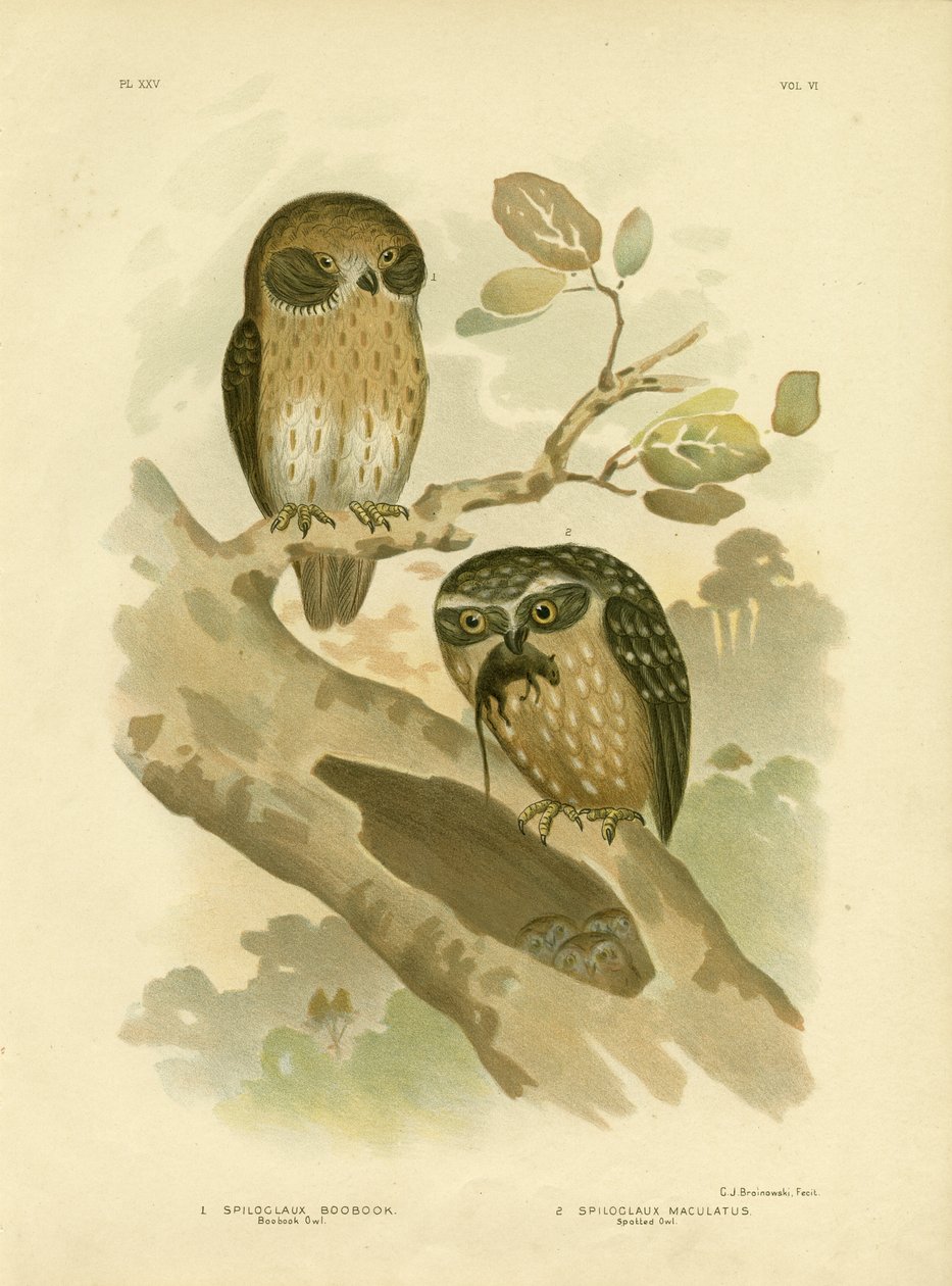 Boobook Uil, 1891 door Gracius Broinowski
