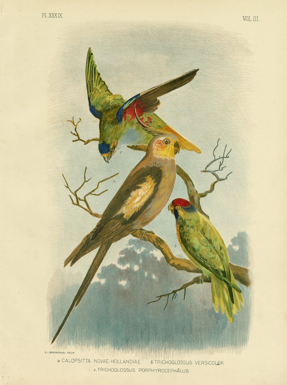 Kaketoe Parkiet of Valkparkiet, 1891 door Gracius Broinowski