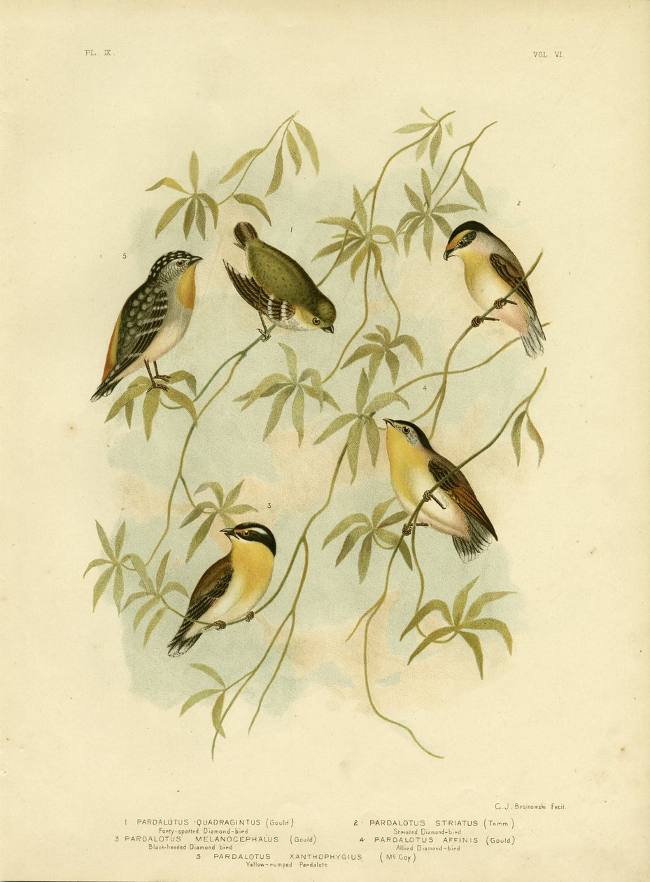 Veertig-gevlekte diamantvogel of veertig-gevlekte pardalote, 1891 door Gracius Broinowski