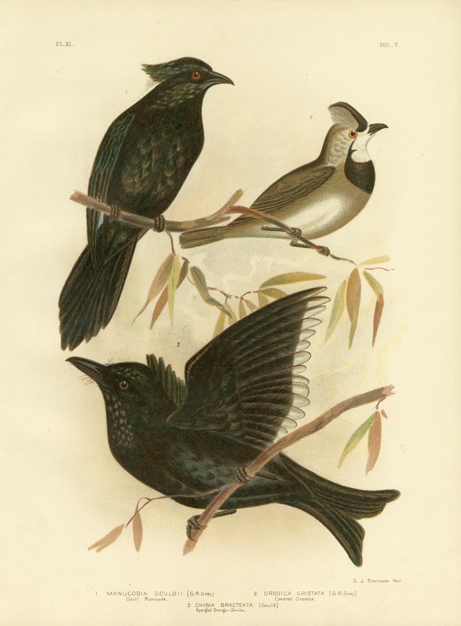 Gould Manucode of Trompet Manucode, 1891 door Gracius Broinowski