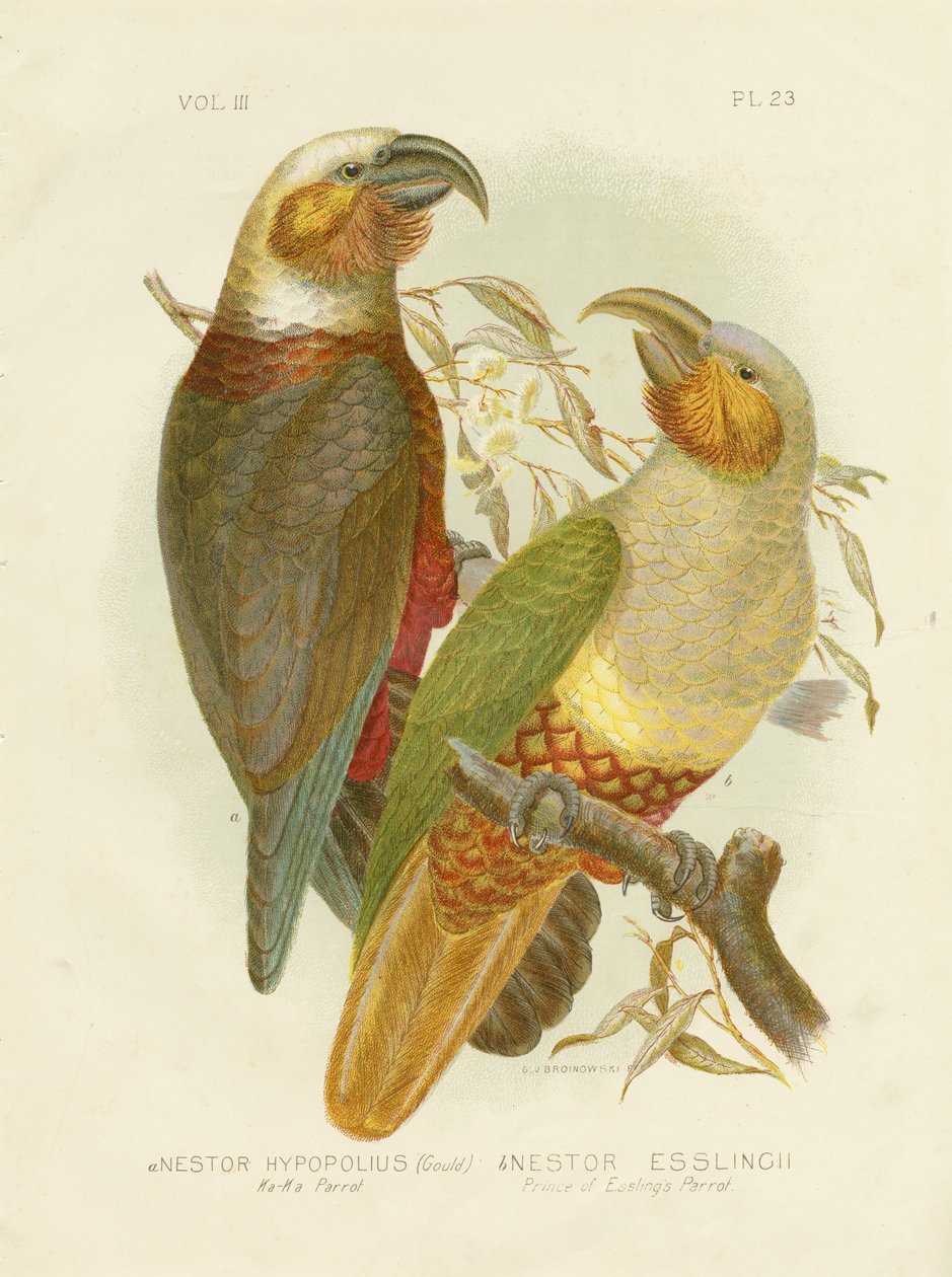 Kaka Papegaai, 1891 door Gracius Broinowski