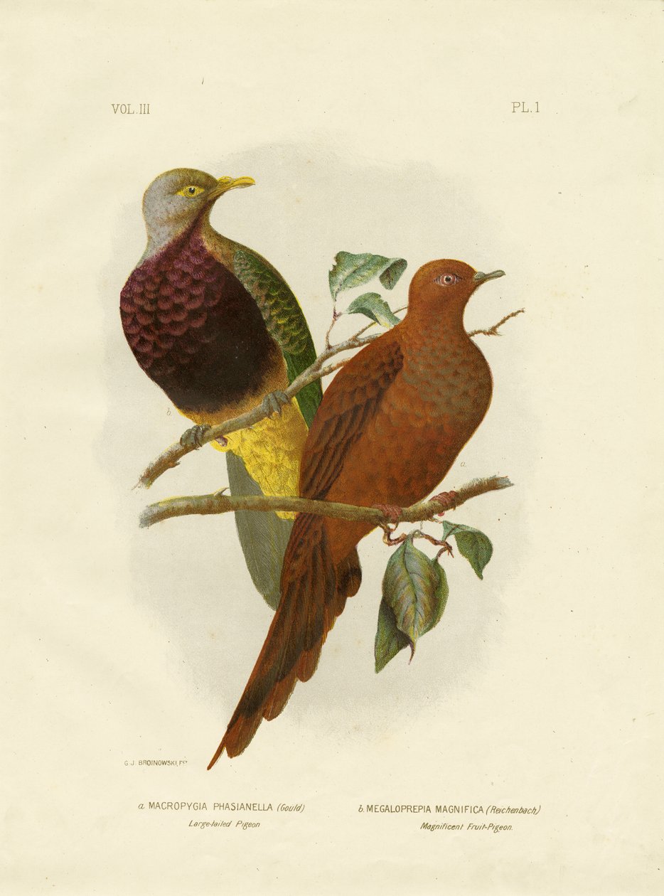 Grootstaartduif of bruine duif of bruine koekoeksduif, 1891 door Gracius Broinowski