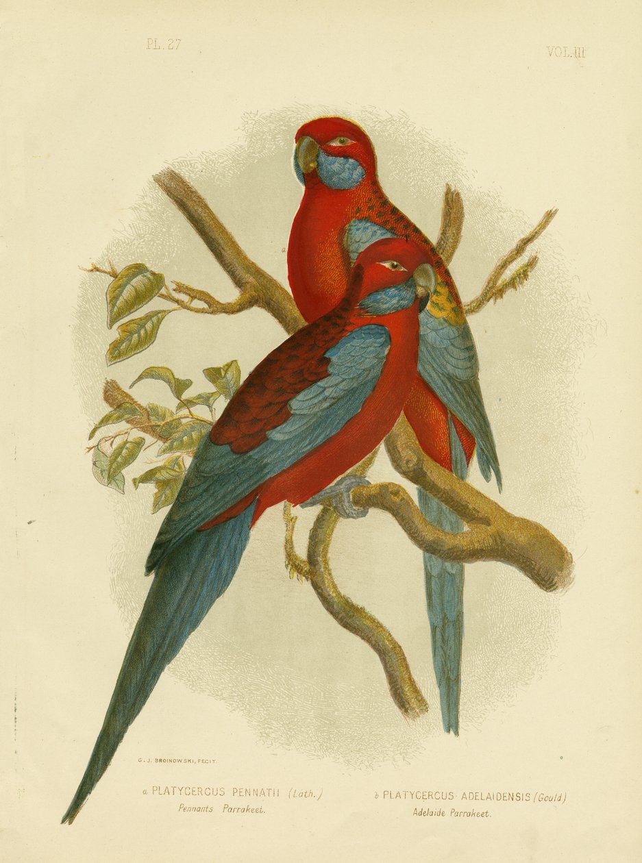 Pennants parkiet of karmozijnrood rosella, 1891 door Gracius Broinowski