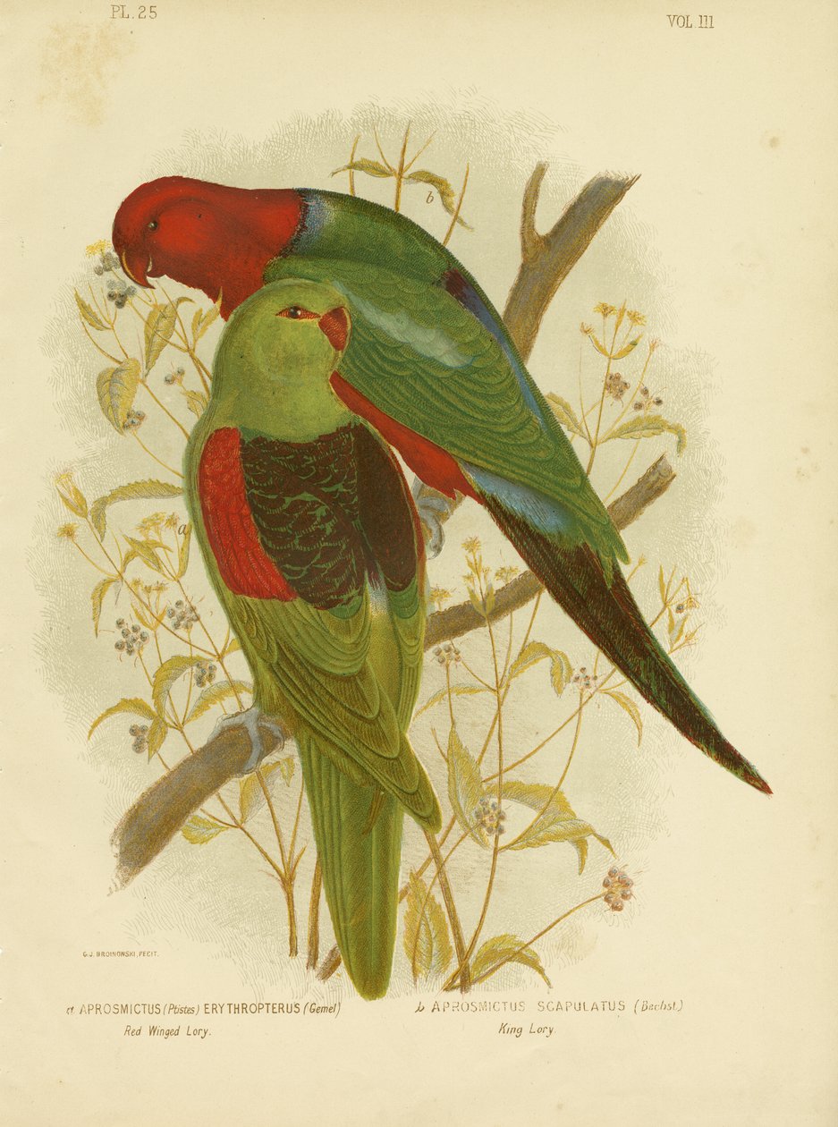 Roodvleugel Lori of Roodvleugel Papegaai, 1891 door Gracius Broinowski