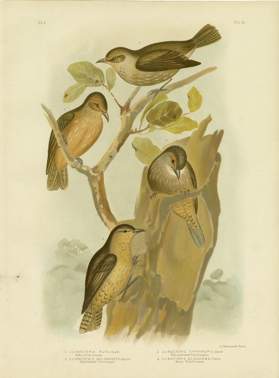 Roodbruine Boomkruiper door Gracius Broinowski