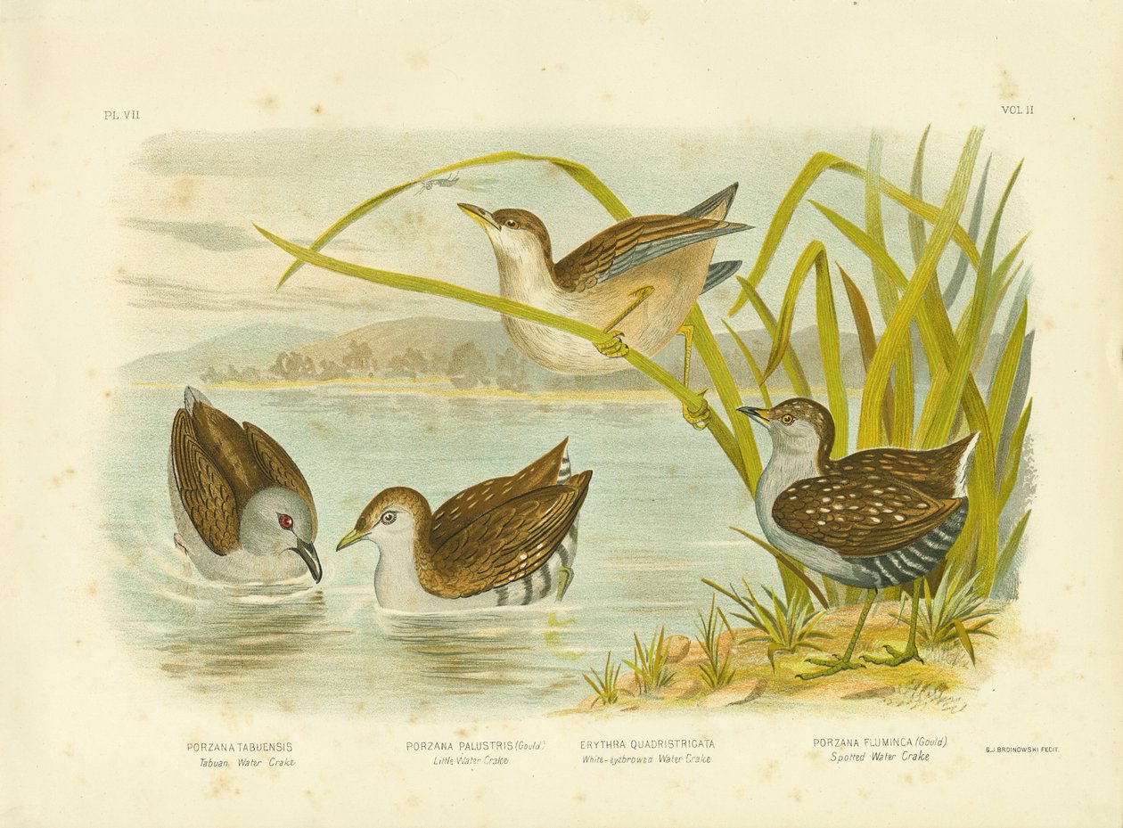 Tabuan Waterhoen of Roetwaterhoen, 1891 door Gracius Broinowski
