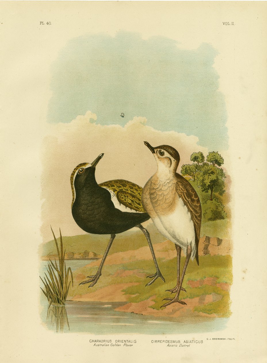 Australische Goudplevier of Pacifische Goudplevier, 1891 door Gracius Broinowski