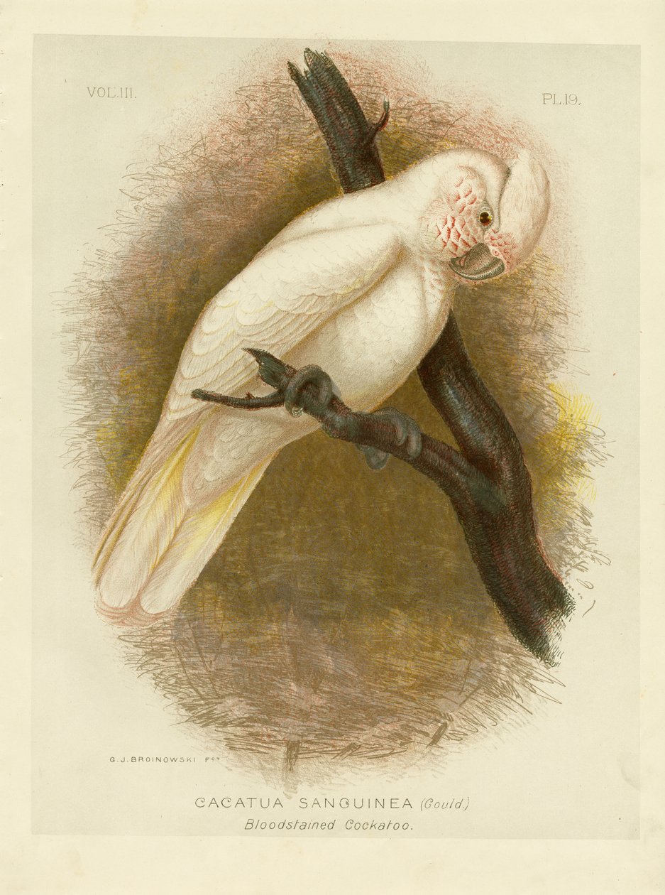 Bloedbevlekte Kaketoe, 1891 door Gracius Broinowski