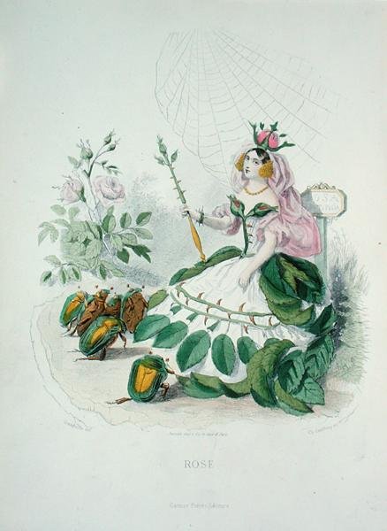 De roos (Rosa Centifolia) de koningin van de bloemen, uit 
