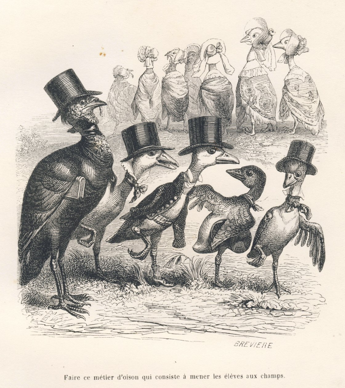 Ganzen die hun kinderen naar de velden brengen. De ganzen verlaten hun kind. Geïllustreerde vignetten door JJ Granville. Gravure gesigneerd door Breviere in het deel getiteld "Gids-ezel voor dieren die eer willen bereiken" geschreven door... door Grandville