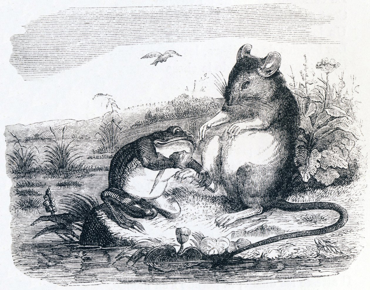 De kikker en de rat (La grenouille et le rat) - Fabels van La Fontaine door Grandville
