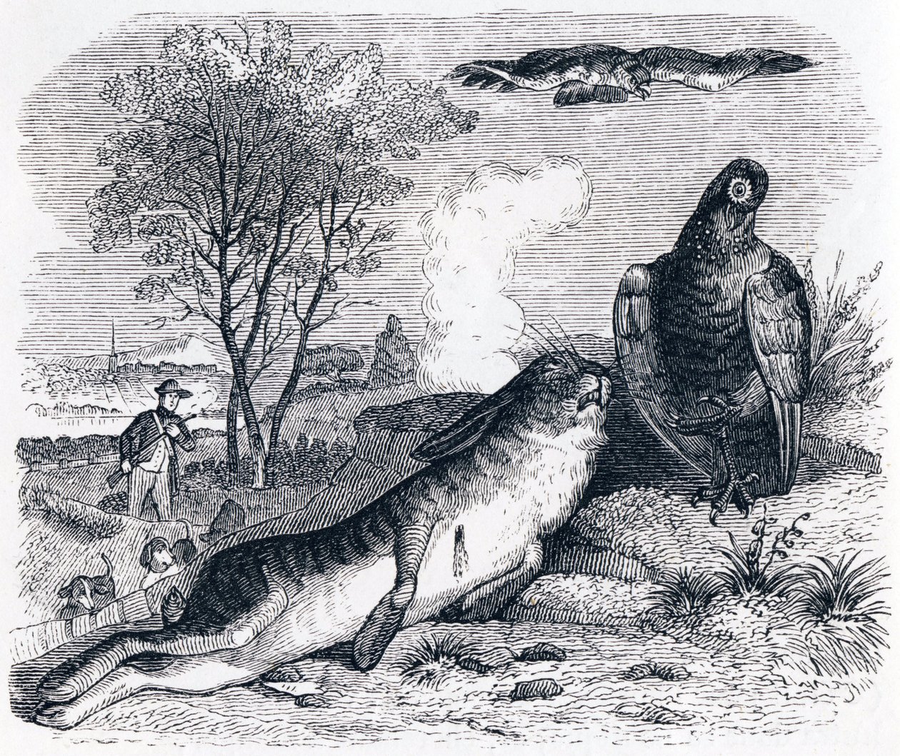 De haas en de patrijs (Le lievre et la perdrix) - Fabels van La Fontaine door Grandville