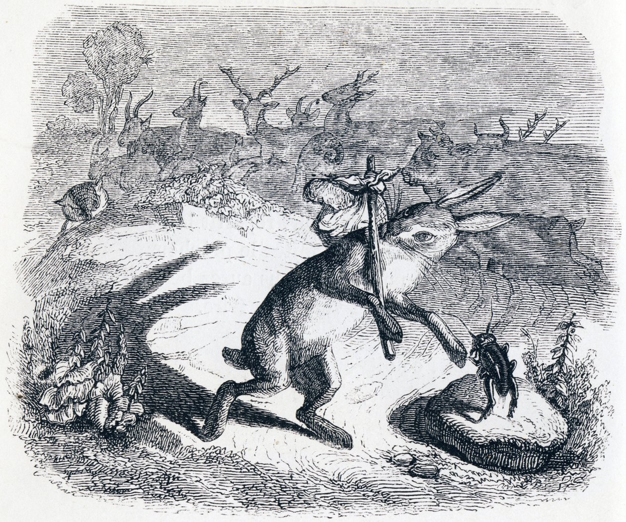 De oren van de haas (Les oreilles du lievre) - Fabels van La Fontaine door Grandville