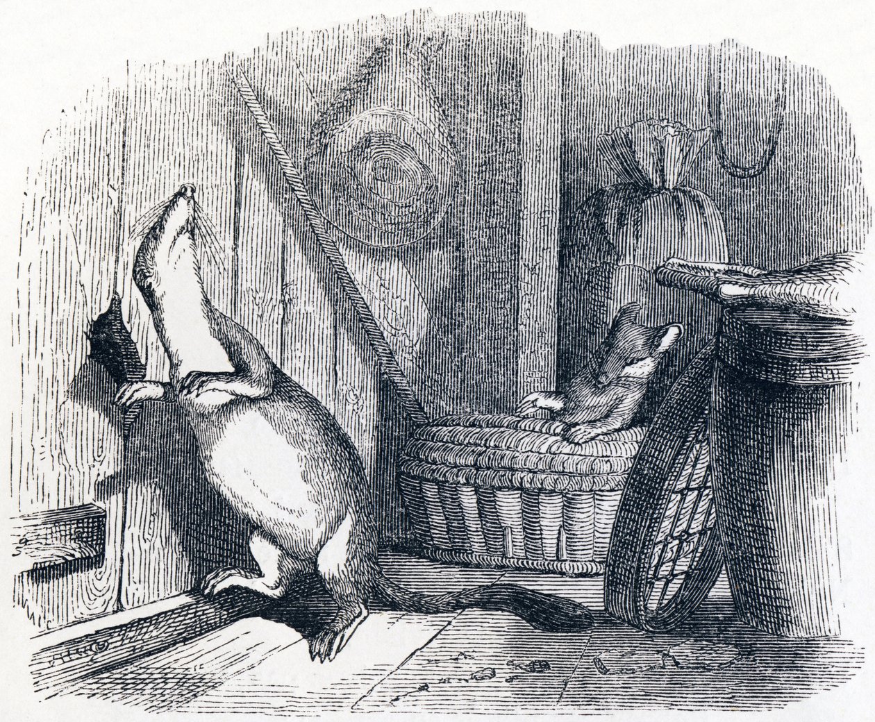 De wezel komt een zolder binnen (La belette entree dans un grenier) - Fabels van La Fontaine door Grandville
