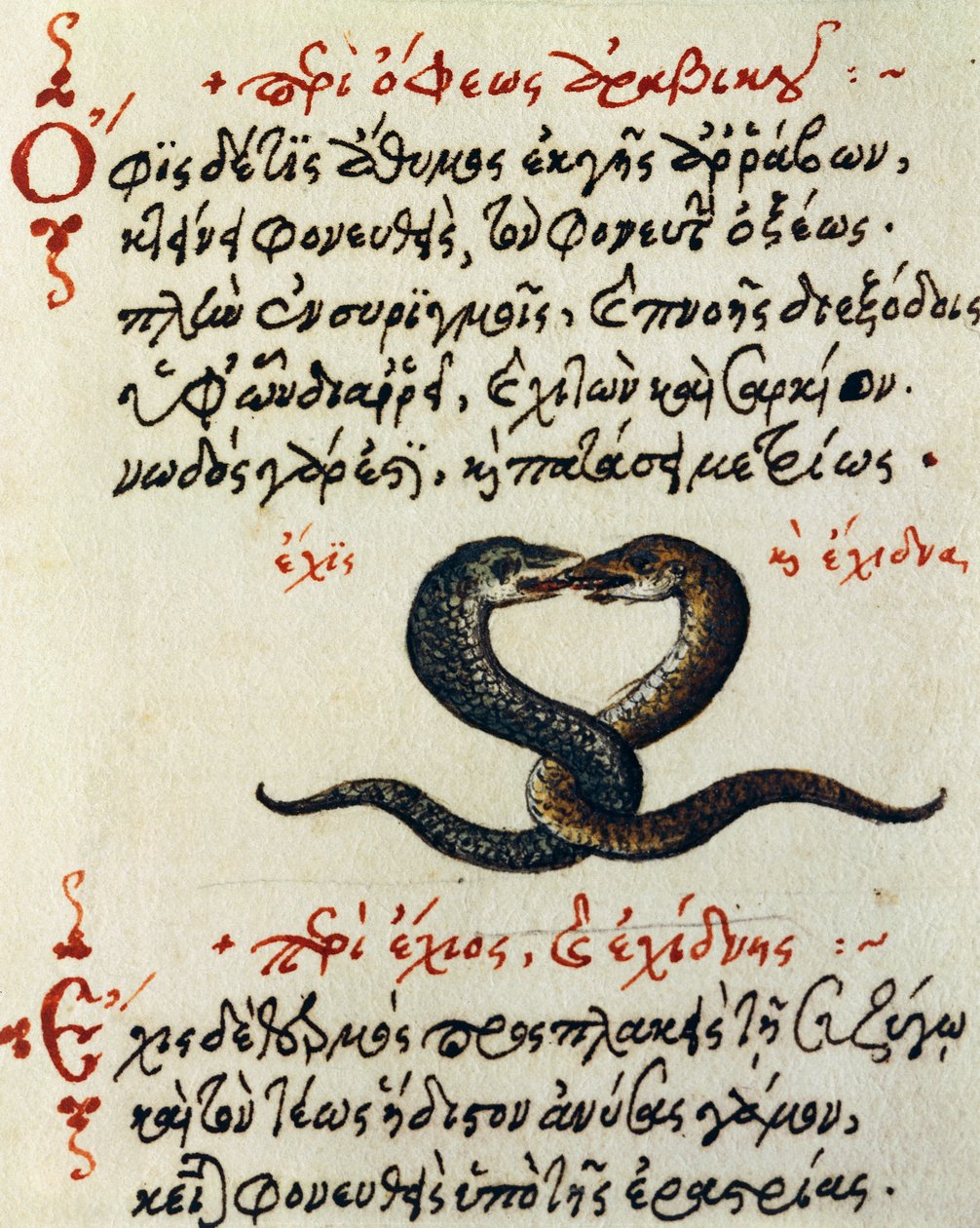 Slang koppeling, test en miniatuur uit De animalium natura et proprietate libellus, door Aelianus door Greek School