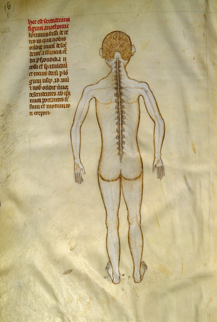 Anatomie en chirurgische borden: ruggenmerg (in de wervels van de wervelkolom). In “Liber notabilium Philippi septimi francorum regis, a libris Galieni extratus” door Gui de Pavia circa 1345. Chantilly, Musee Conde door Guido da Vigevano da Pavia