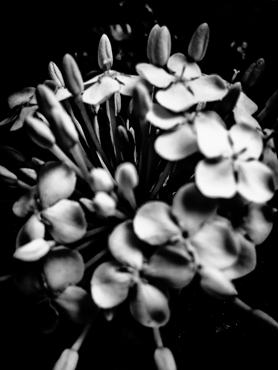 Bloem nr. 28, 2025 (foto) door Guilherme Pontes