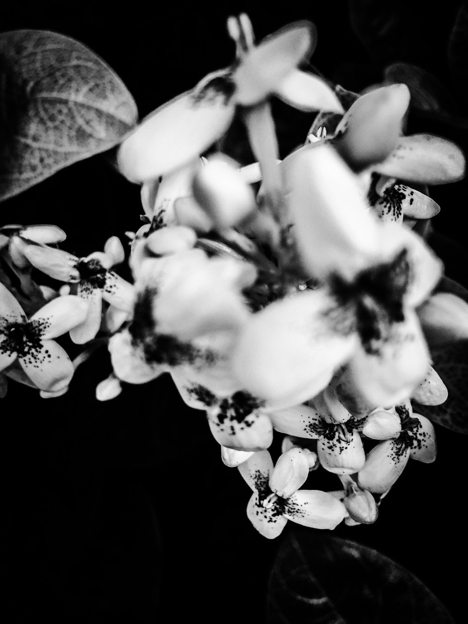 Bloem nr. 36, 2025 (foto) door Guilherme Pontes
