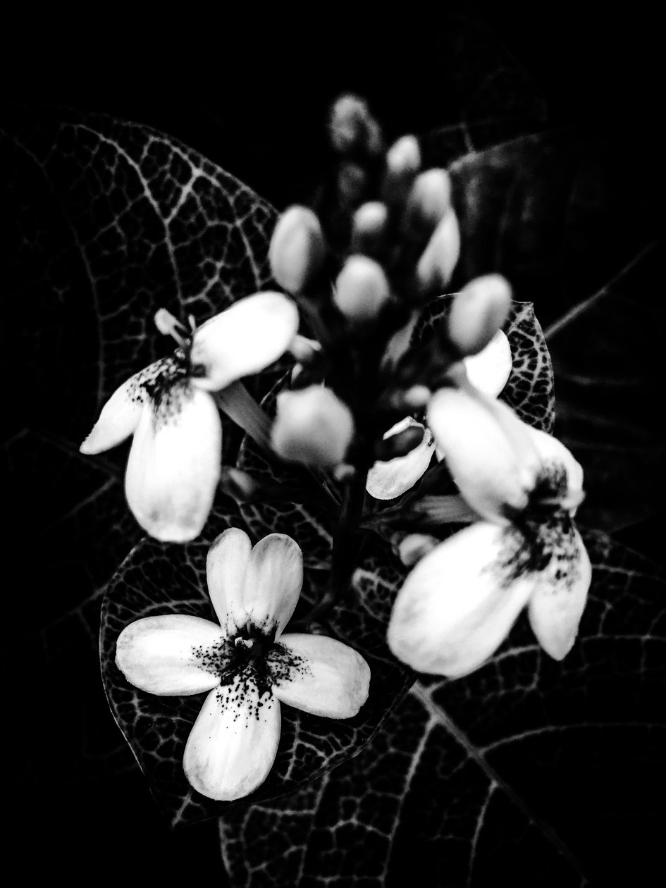 Bloem nr. 50 (foto) door Guilherme Pontes