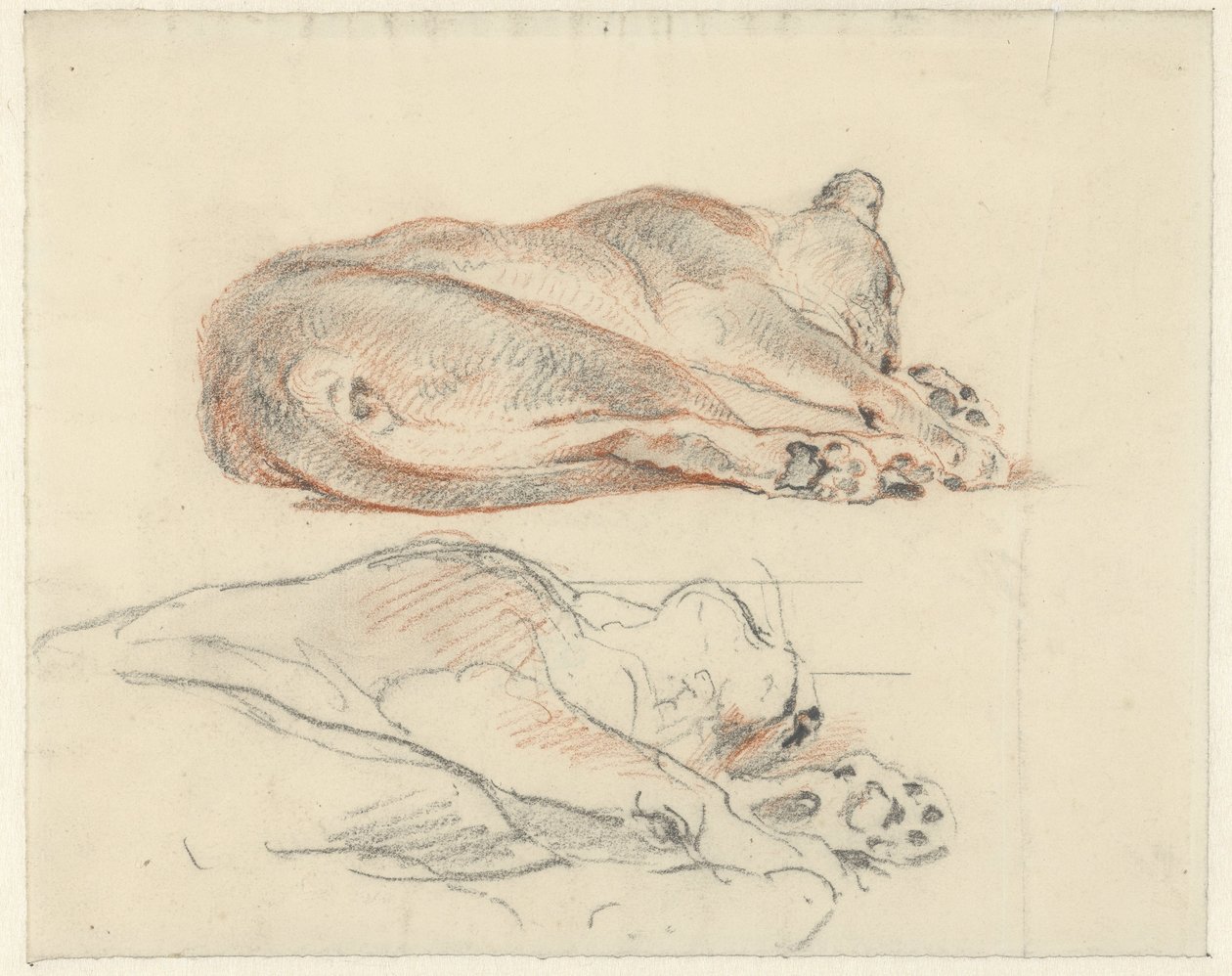 Twee studies van een liggende tijger door Guillaume Anne van der Brugghen