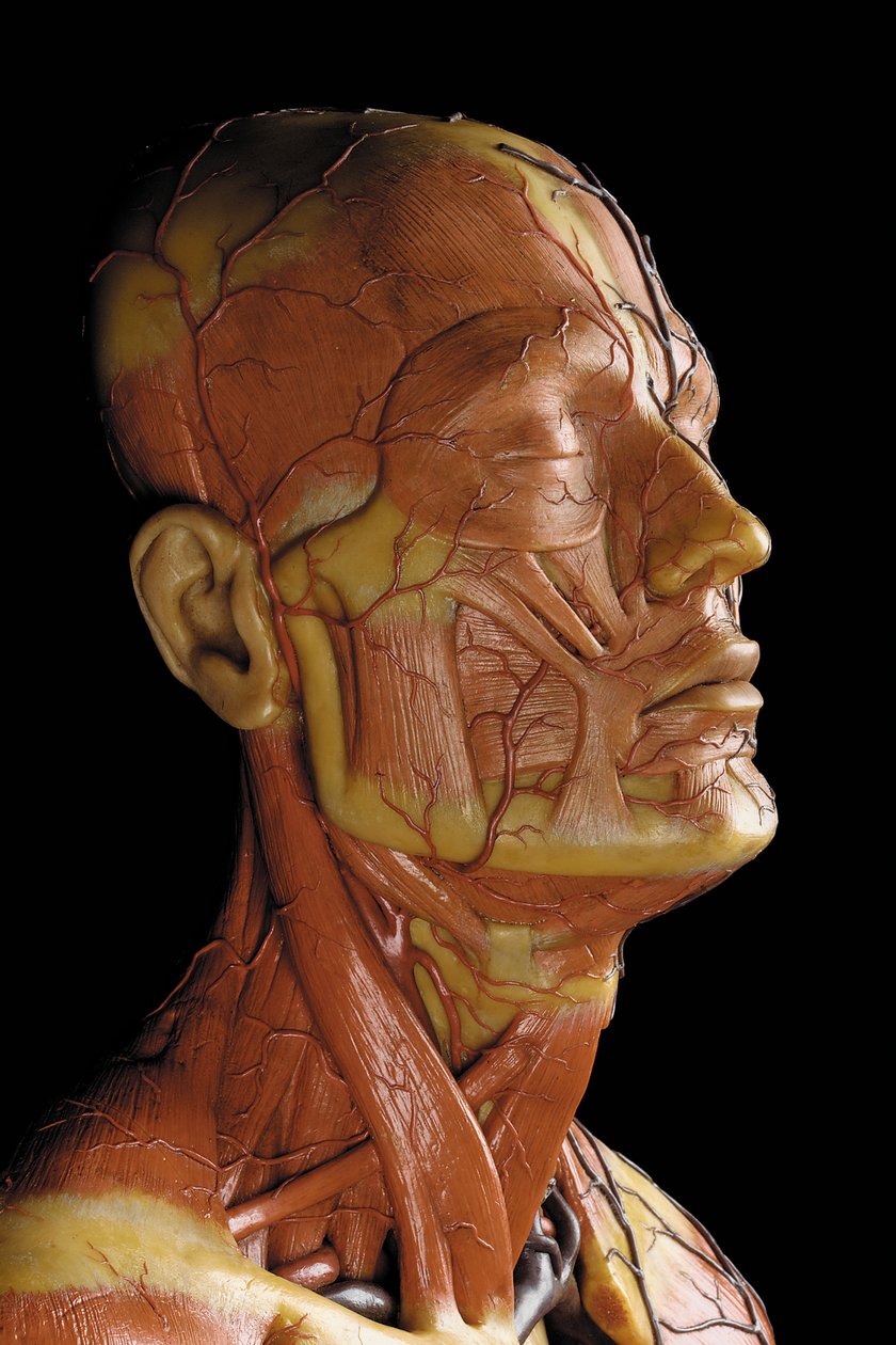 Detail van een mannelijk anatomisch ecorché model, met spieren, slagaders en aderen, de bloedsomloop en het zenuwstelsel door Gustav Zeiller