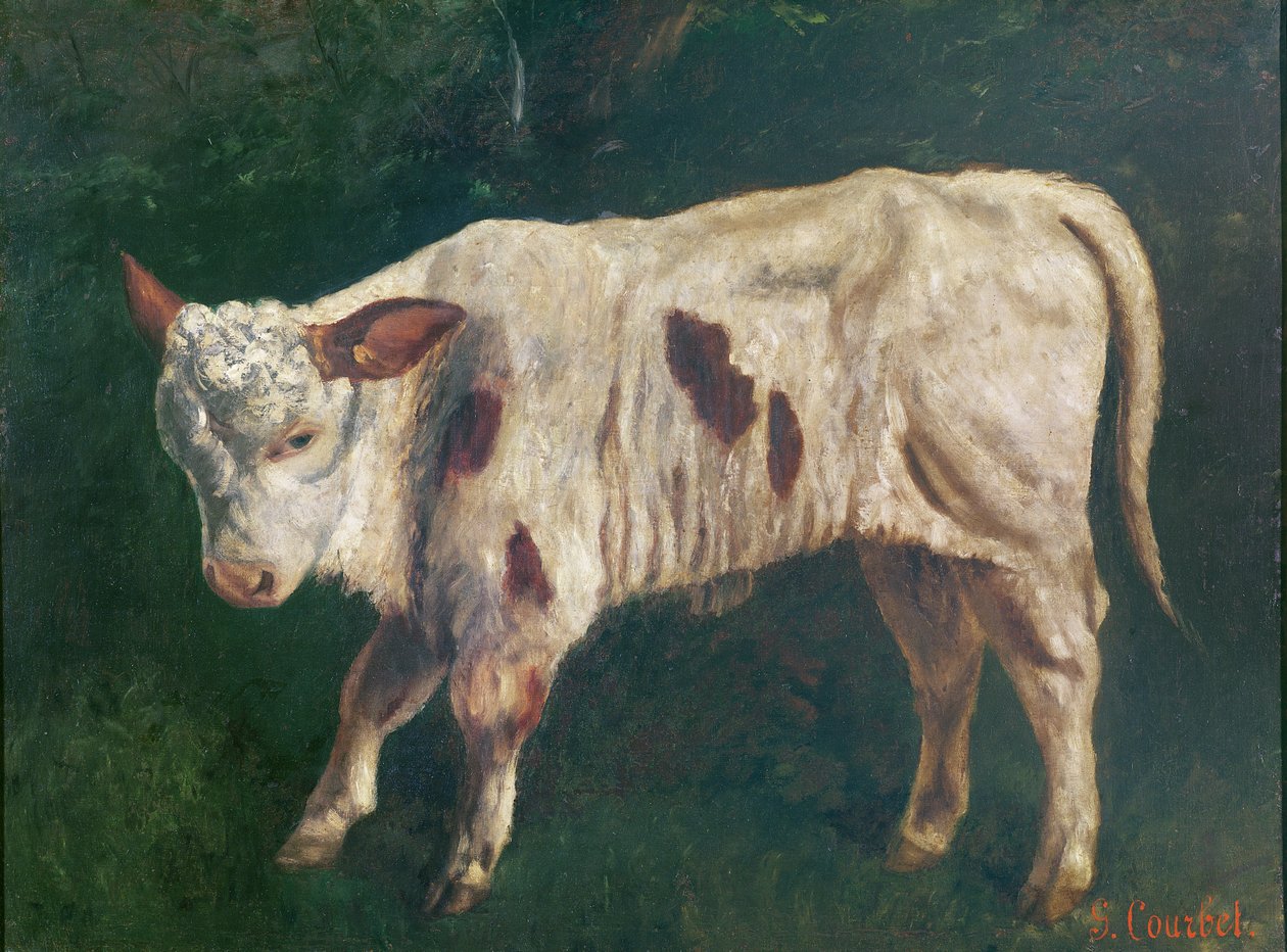 Een kalf door Gustave Courbet