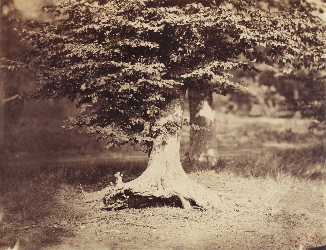 De beuk door Gustave Le Gray