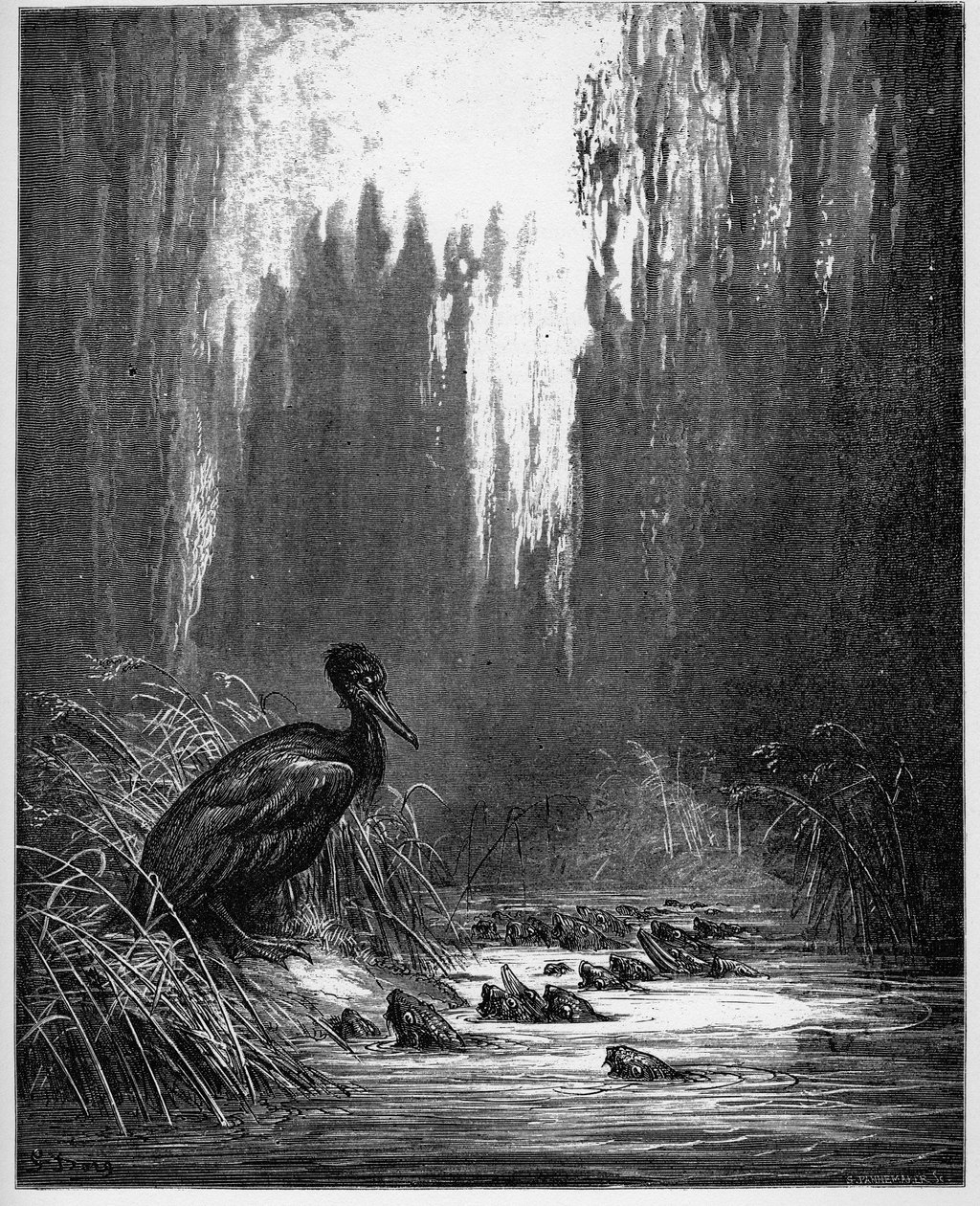 De vis en de aalscholver - uit 