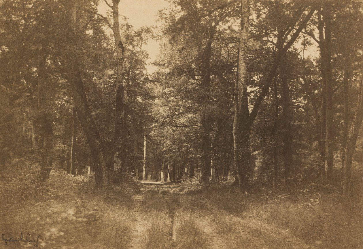Bas-Bréau, Bos van Fontainebleau,1849-1852 (foto) door Gustave Le Gray