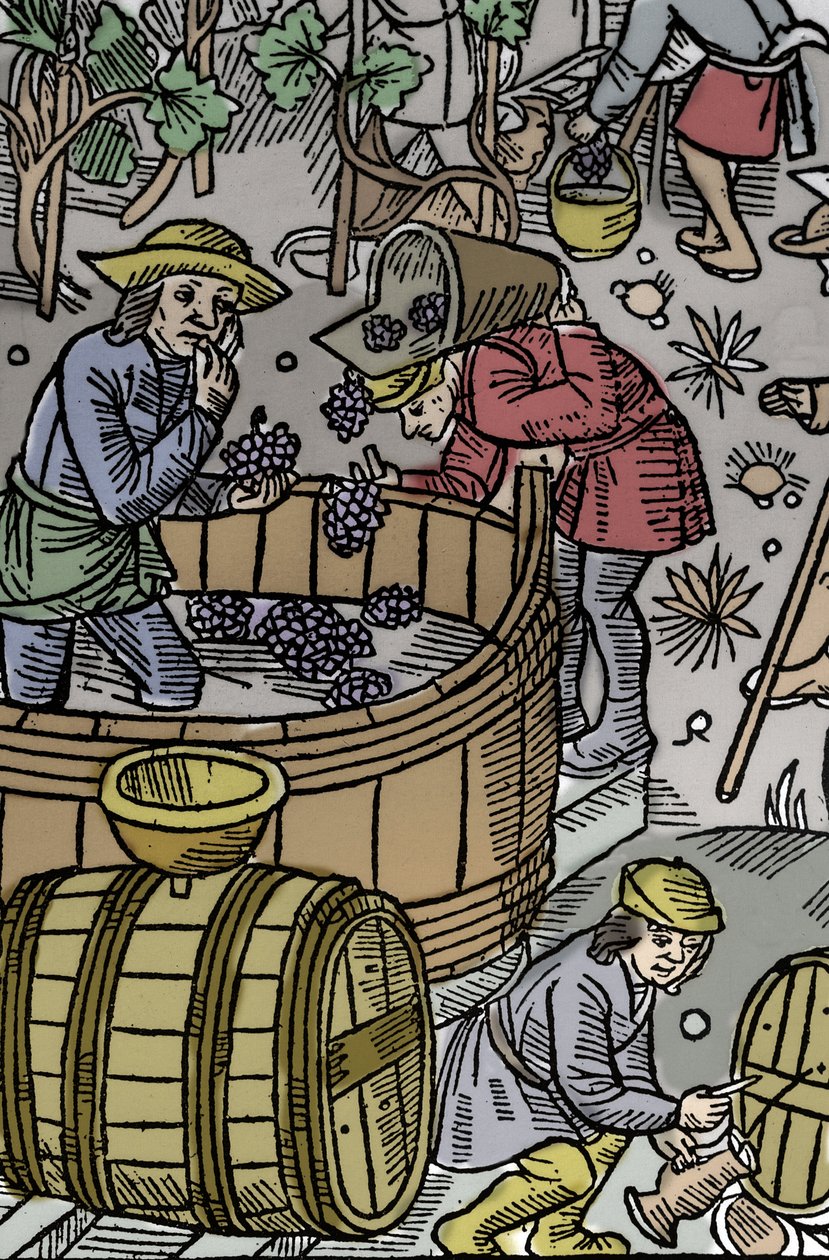 Oogst - druivenoogst - Herderkalender - De werken van de maanden - Oktober - Houtsnede uit het boek van 1496 gedrukt door Guy Marchant in Troyes - Houtsnede in 