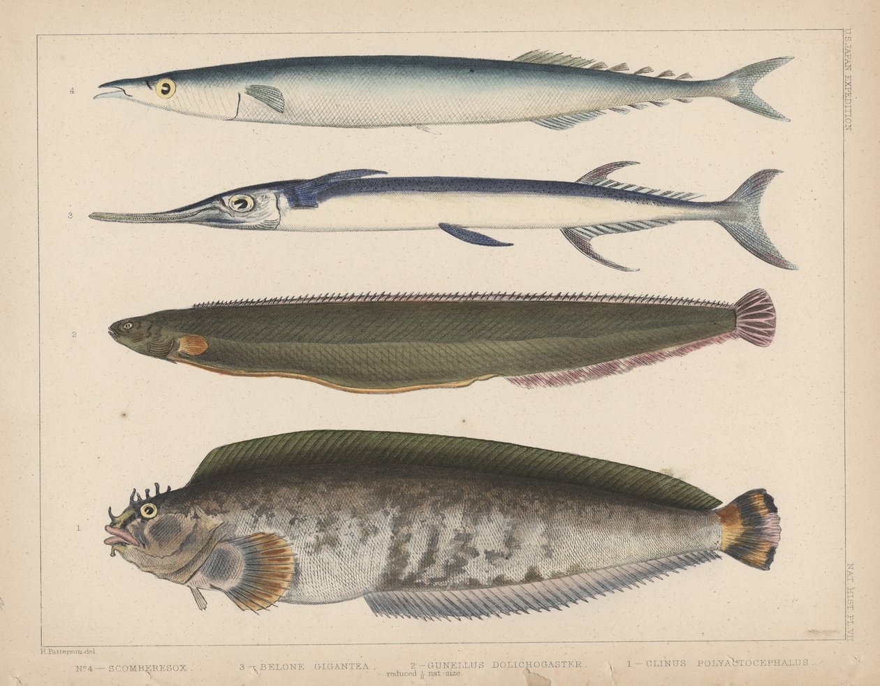 1. Clinus Polyactocephalus, 2. Gunellus Dolichogaster, 3. Belone Gigantea, 4. Scomberesox, 1855 door H. Patterson