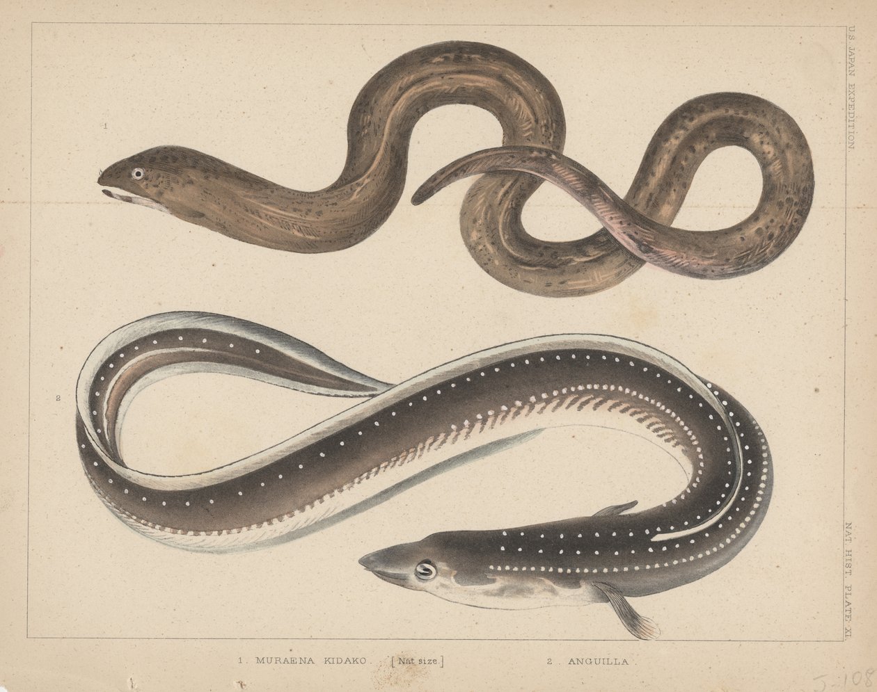 1. Muraena Kidako, 2. Anguilla, 1855 door H. Patterson