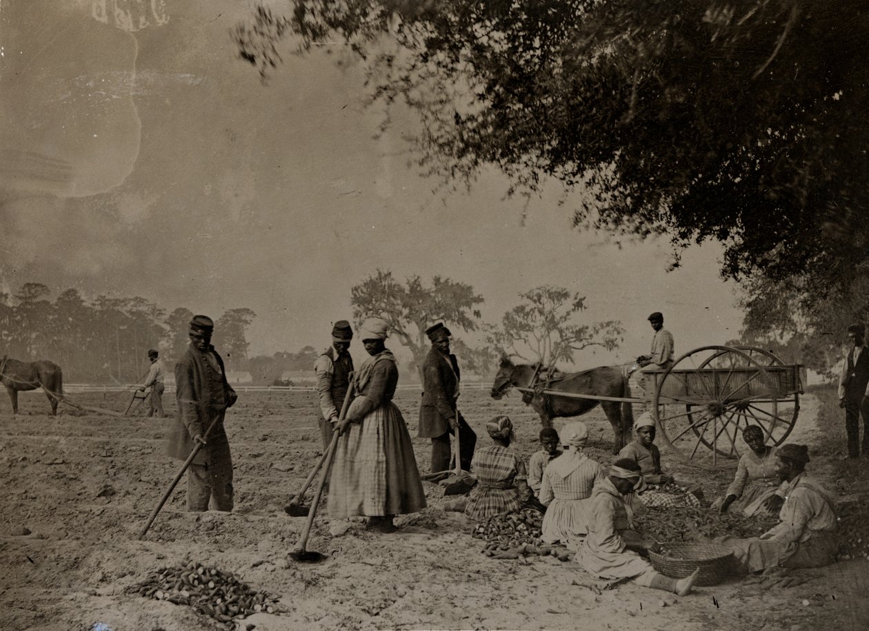 Zoete aardappelen planten, Hopkinsons Plantation, Edislo Island, South Carolina, 1862 door H.P. Moore