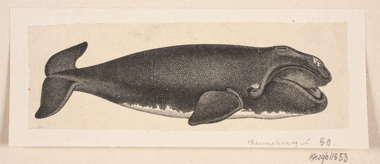 Een walvis door H. C. Henneberg