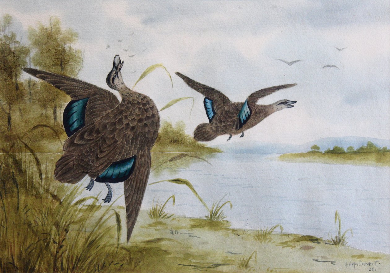 Pacifische zwarte eenden door H. H. Calvert