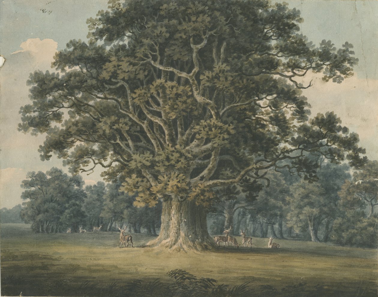 Needwood - Swilcar Oak: aquarel door H Moore