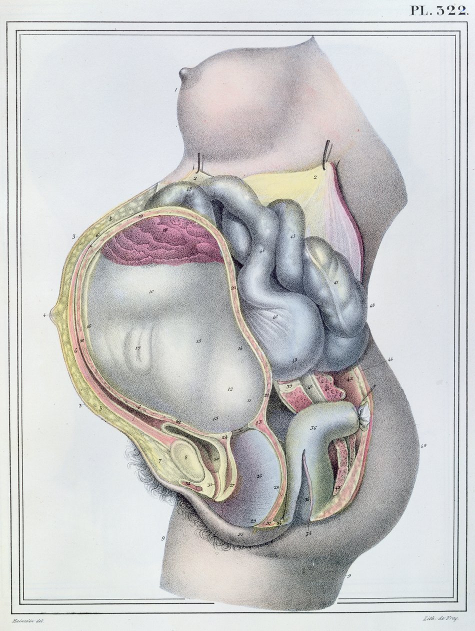 Anatomie van een Zwangere Vrouw, uit 