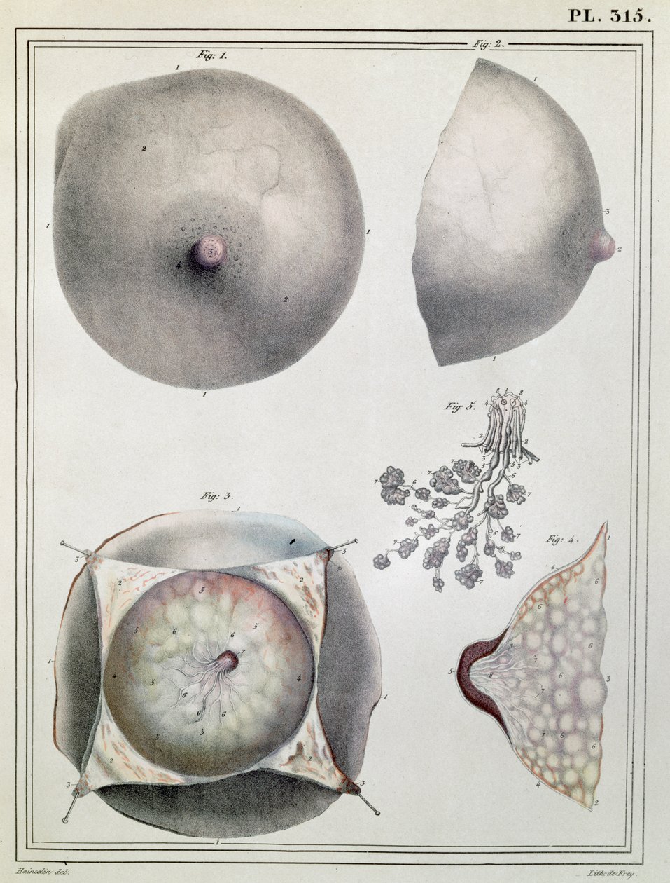 Anatomie van de borst, uit 