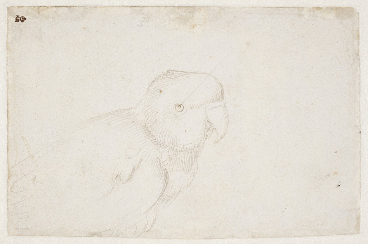 Parkiet door Hans Baldung Grien