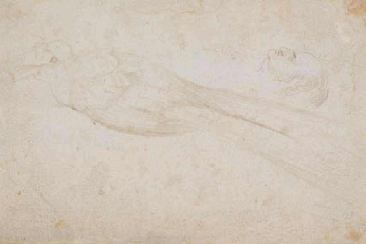 Mannetje paradijsvogel en het hoofd van een middelbare man in profiel naar links; ook details van door Hans Baldung Grien