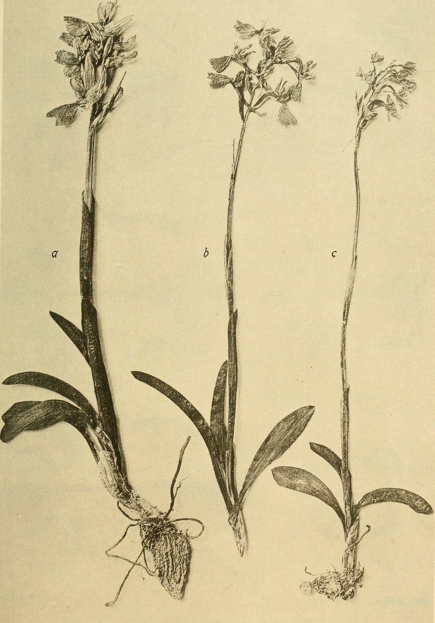 Annalen van het K.K. Museum van het Natuurhistorisch Hof (1914) (18201357971) door Hans Fleischmann