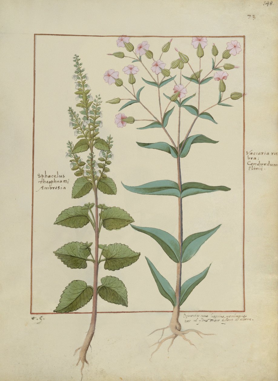 Illustratie uit Het Boek der Eenvoudige Geneesmiddelen door Hans Sichelbein Sichelbein
