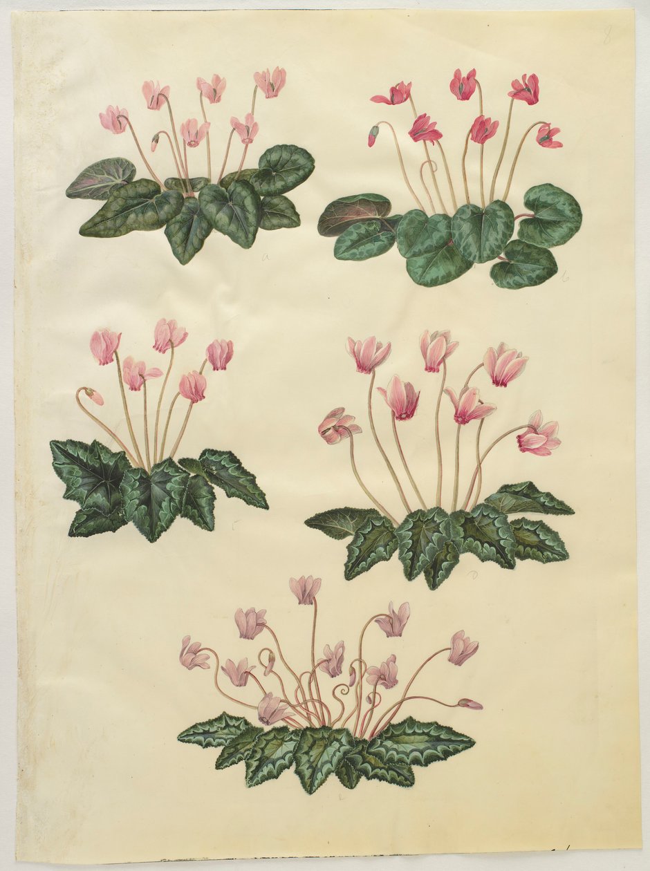 Cyclamen purprascens uit het album Gottorfer Codex, c.1650 door Hans Simon Holtzbecher